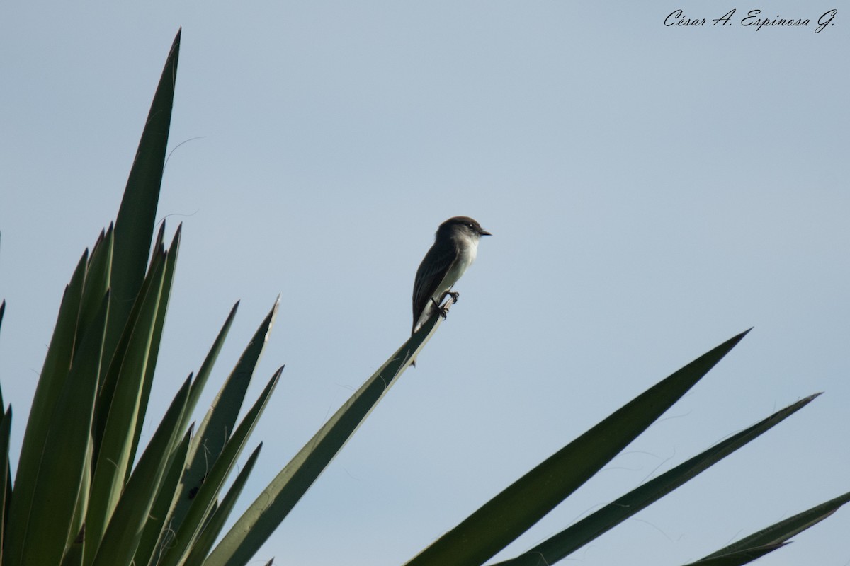 Eastern Phoebe - ML645545216