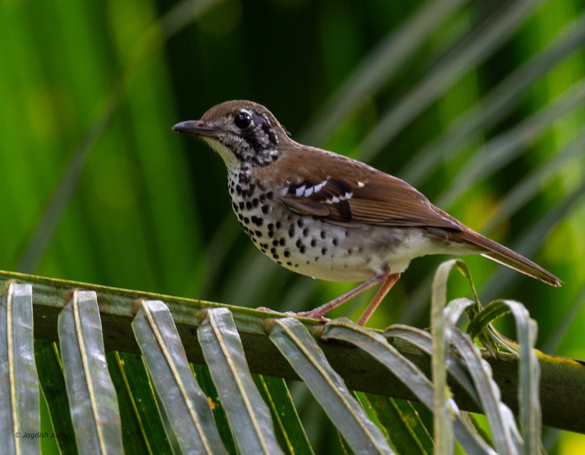 Spot-winged Thrush - ML645545217