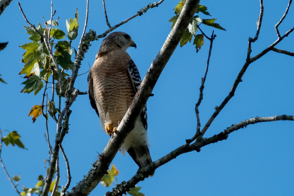 Red-shouldered Hawk - ML645545218