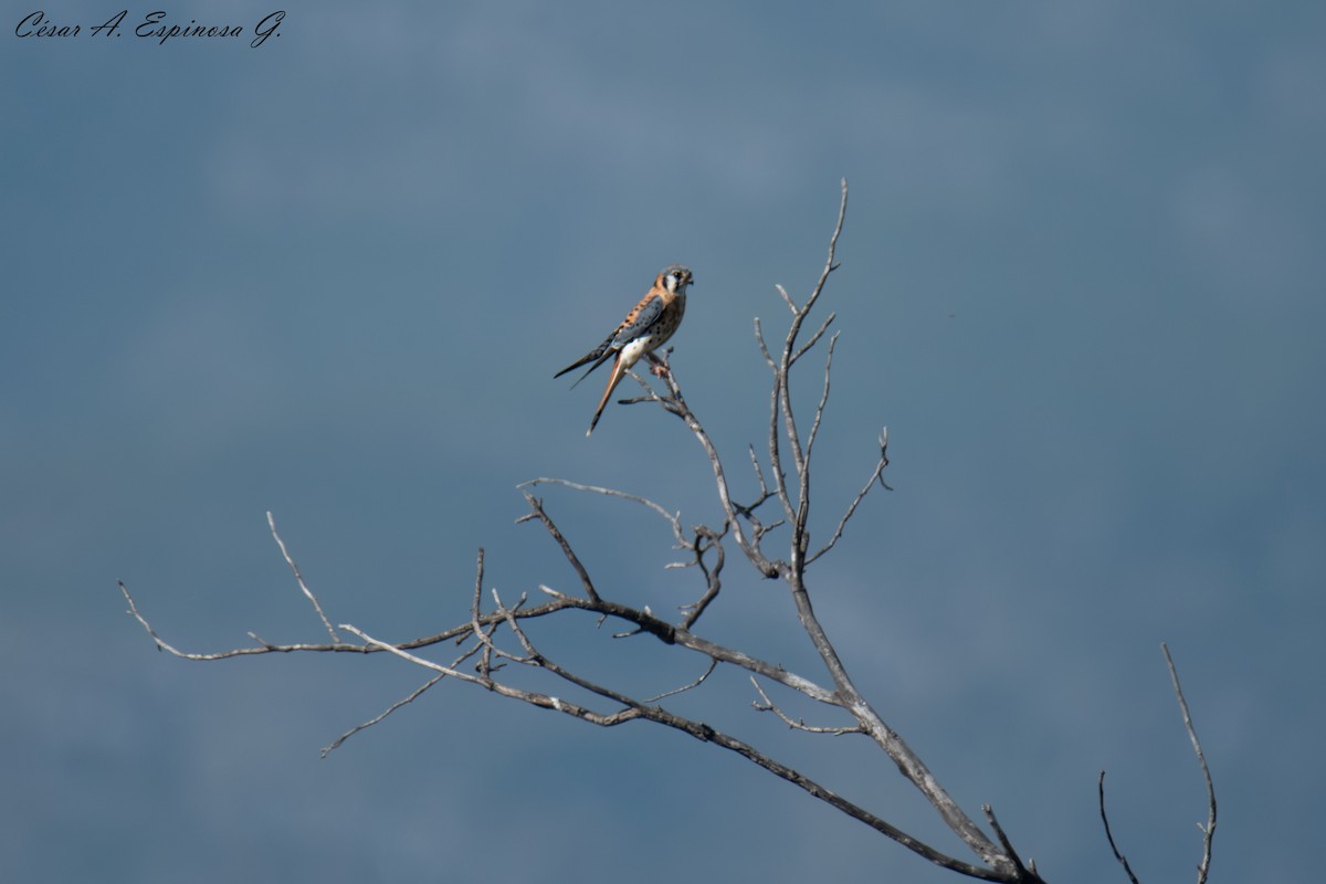 American Kestrel - ML645545219