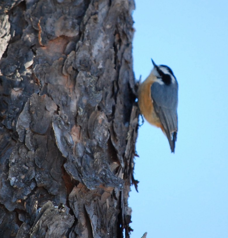 Red-breasted Nuthatch - ML645545220