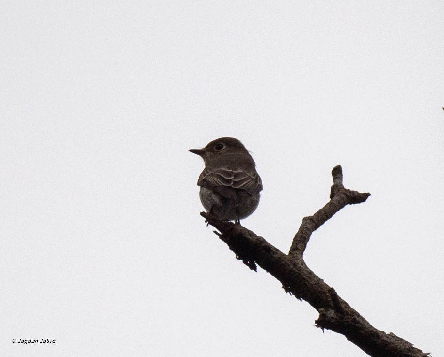 Asian Brown Flycatcher - ML645545221
