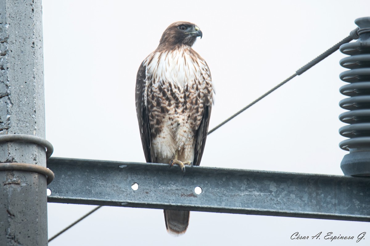 Red-tailed Hawk - ML645545222