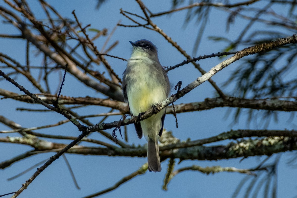Eastern Phoebe - ML645545223