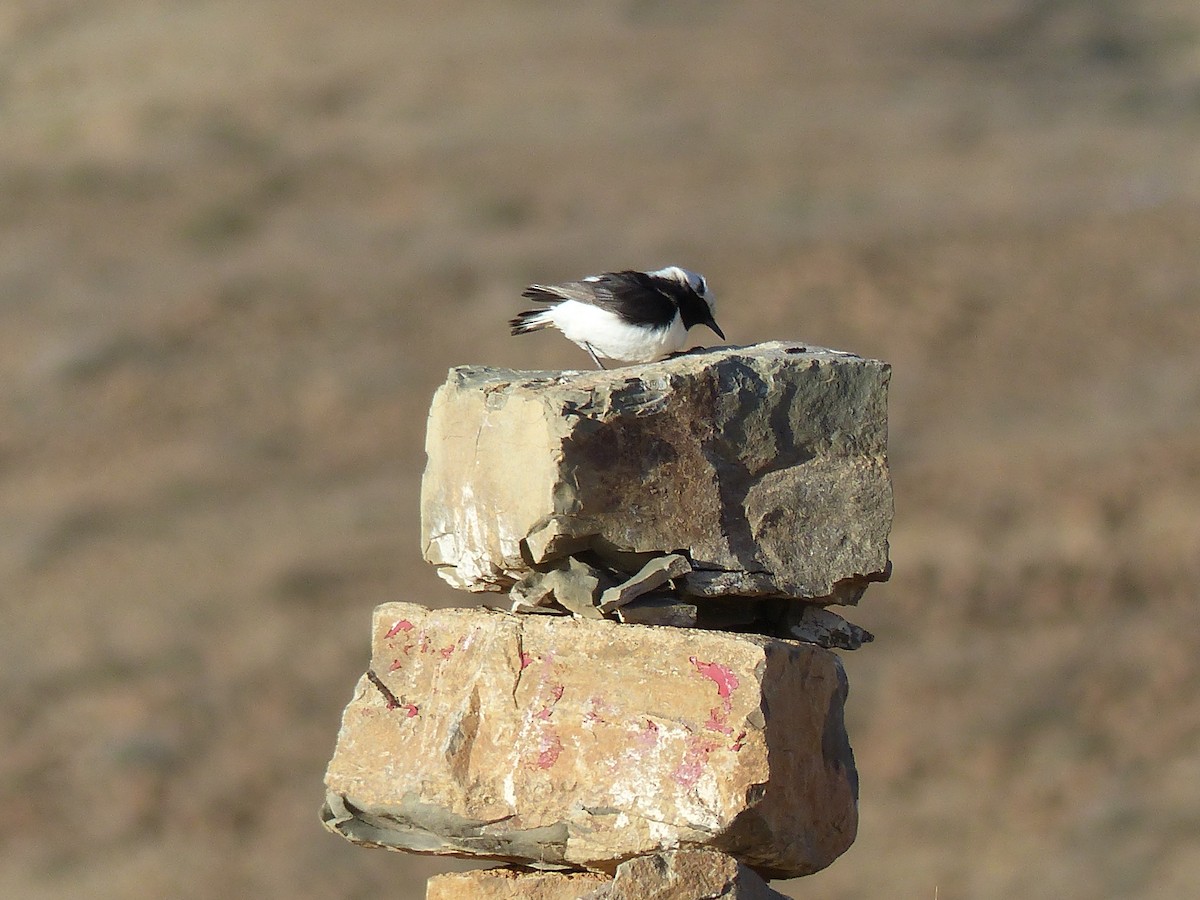 Mourning Wheatear - ML645545229