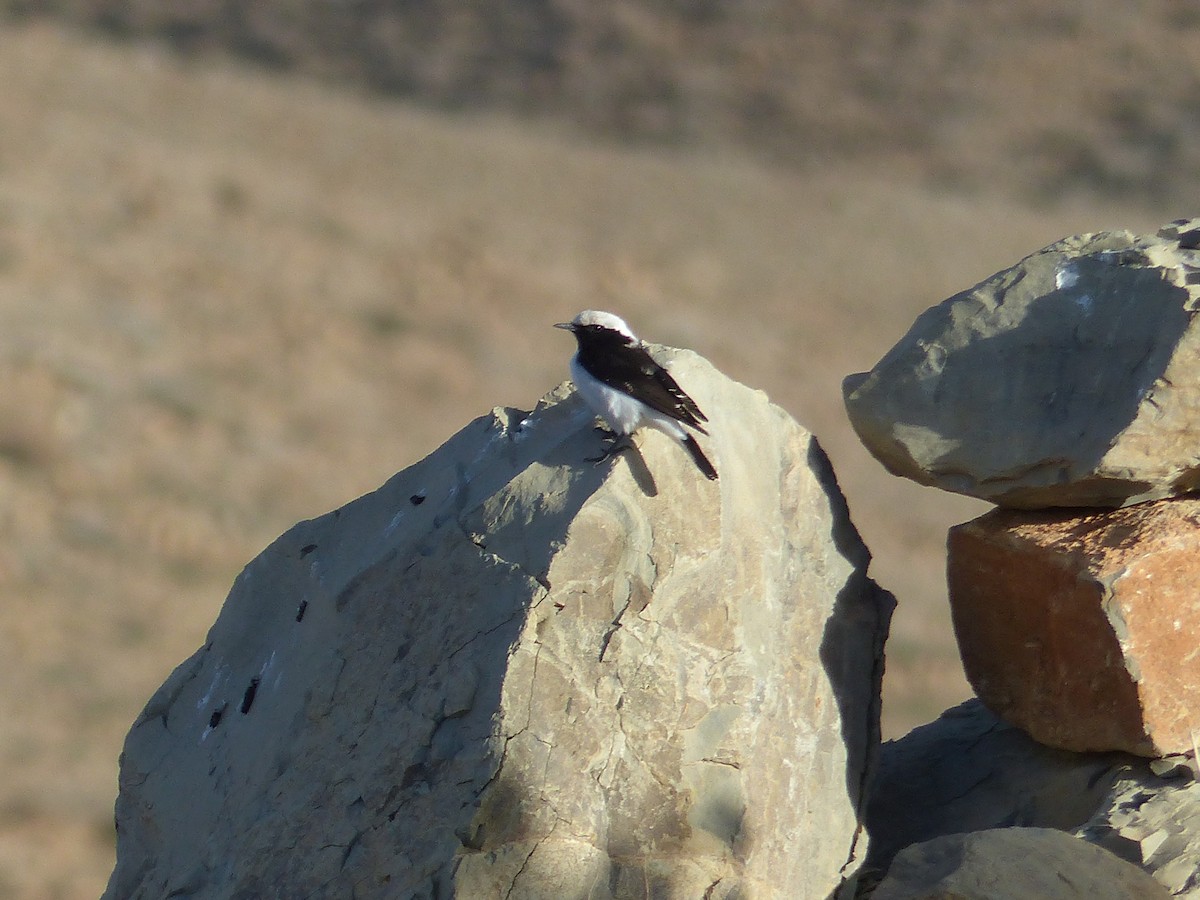 Mourning Wheatear - ML645545230