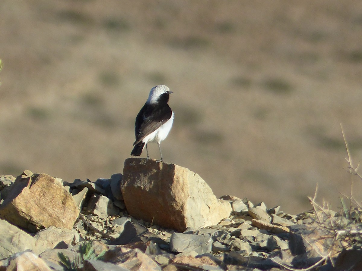 Mourning Wheatear - ML645545231