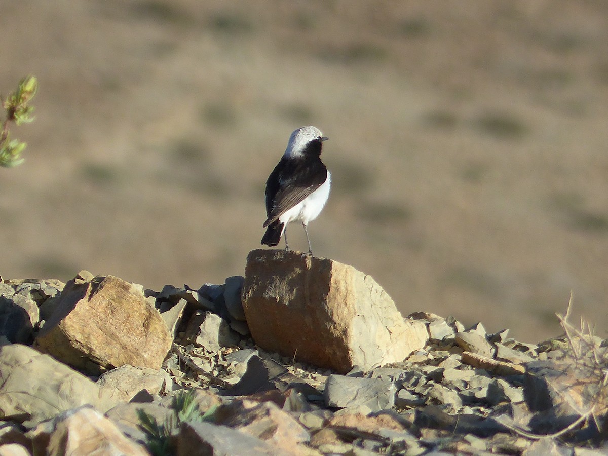 Mourning Wheatear - ML645545232