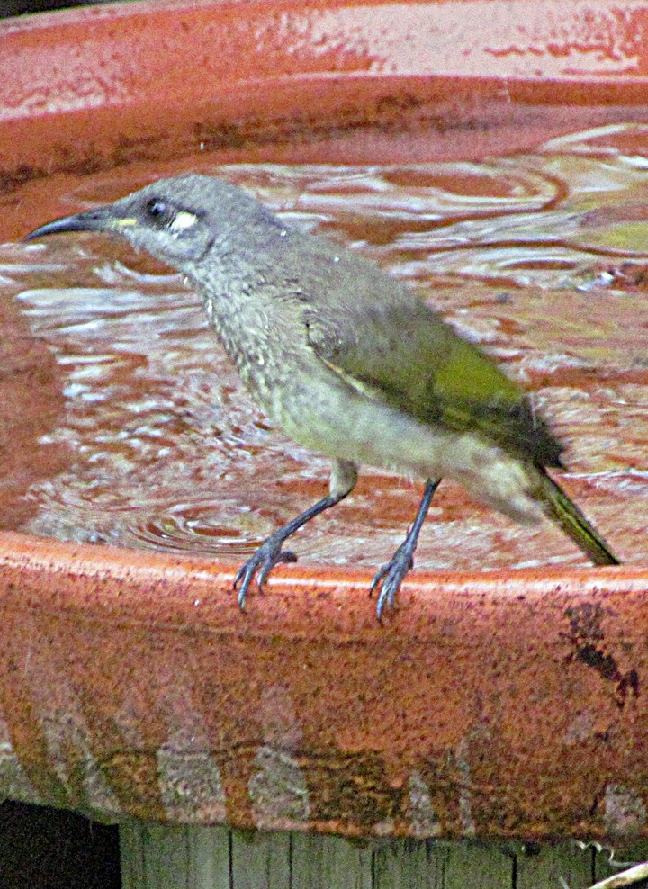 Brown Honeyeater - ML645545233