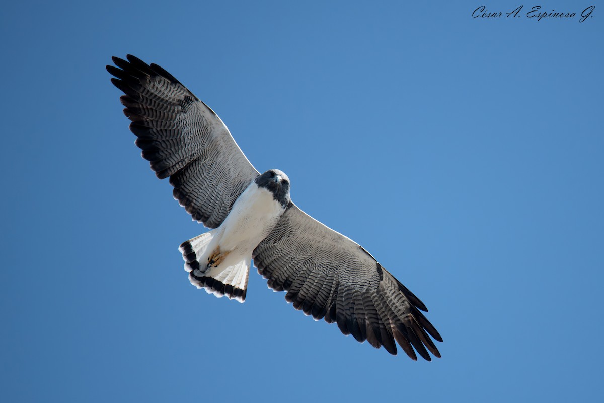 White-tailed Hawk - ML645545234