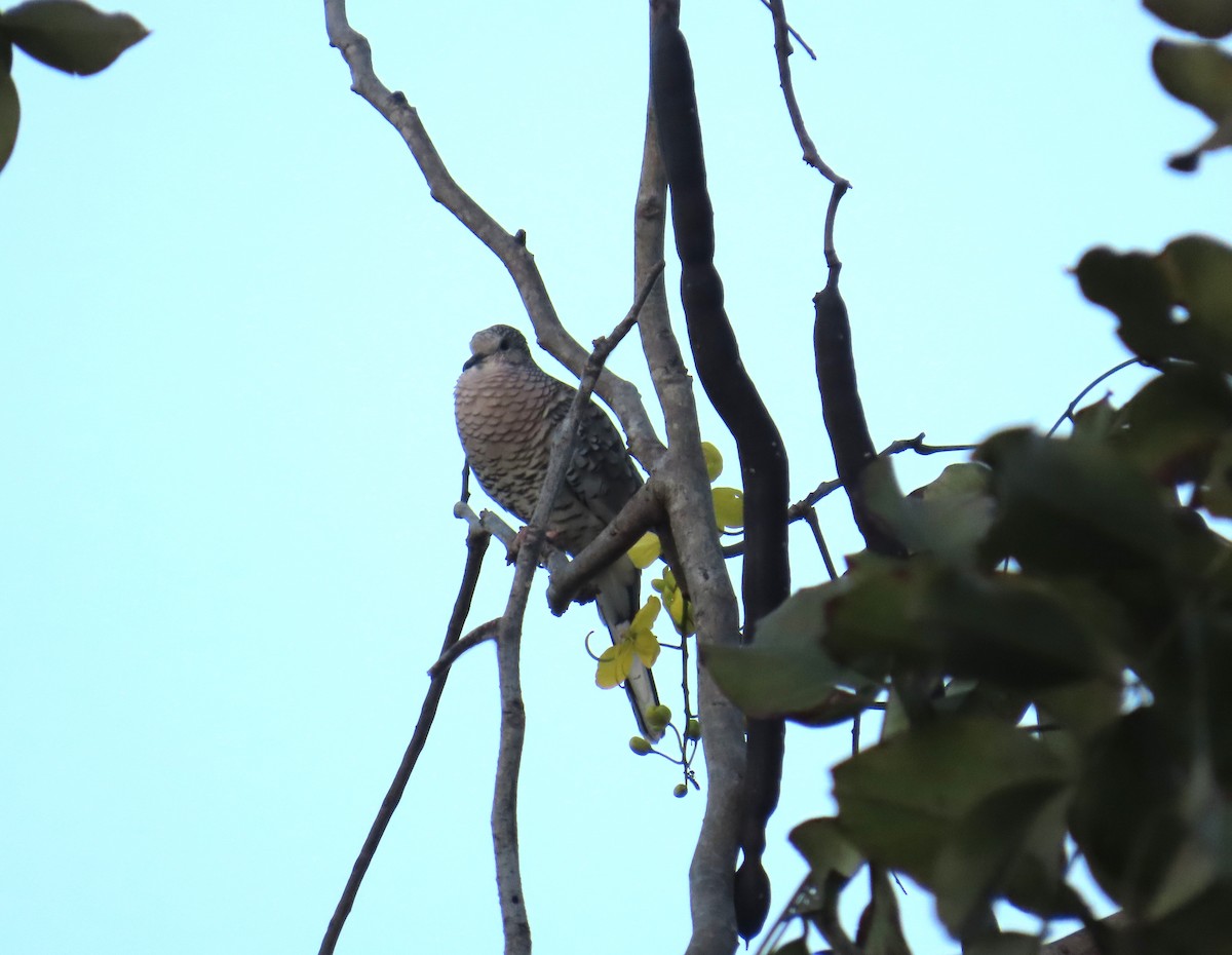 Scaled Dove - ML645545240