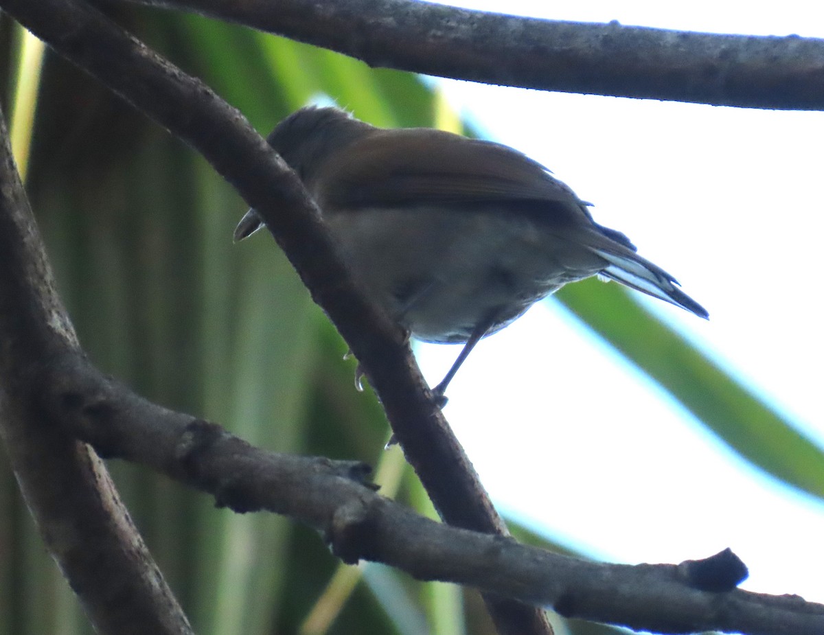 Pale-breasted Thrush - ML645545242