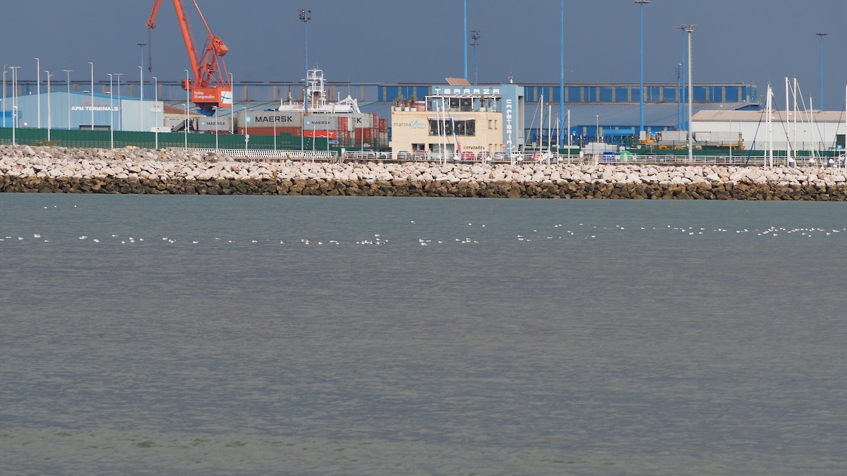 Black-headed/Mediterranean Gull - ML645545243