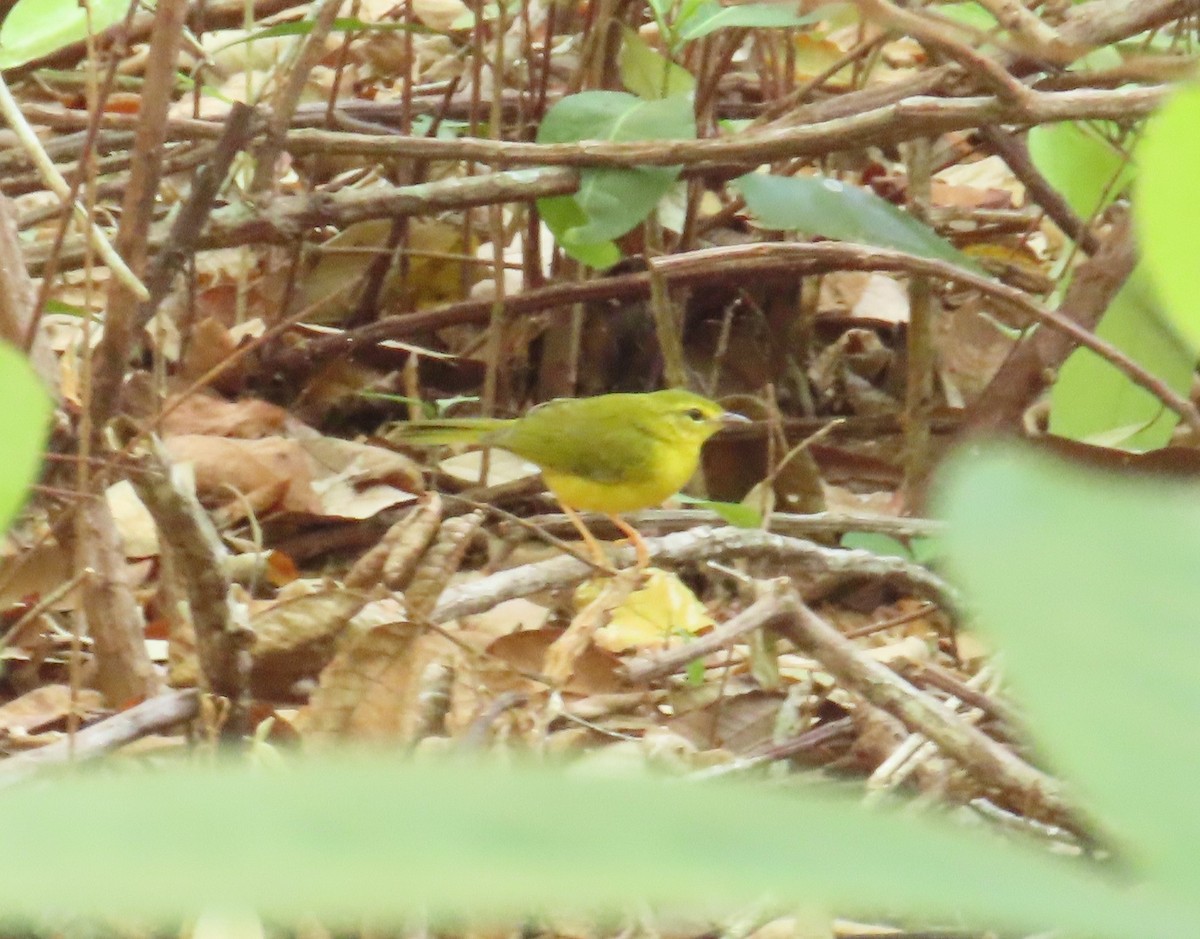 Flavescent Warbler - ML645545244