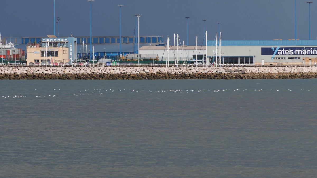 Black-headed/Mediterranean Gull - ML645545245