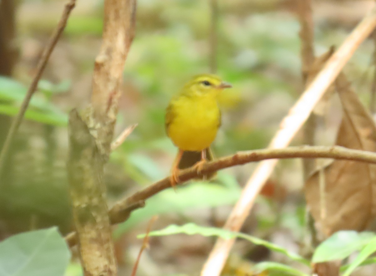 Flavescent Warbler - ML645545246