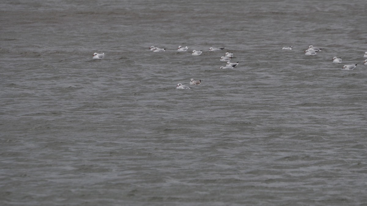 Common Gull - ML645545247