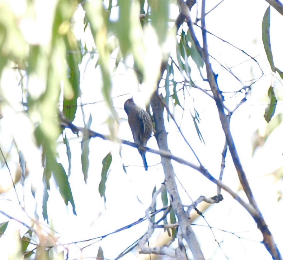 Red-browed Treecreeper - ML645545250