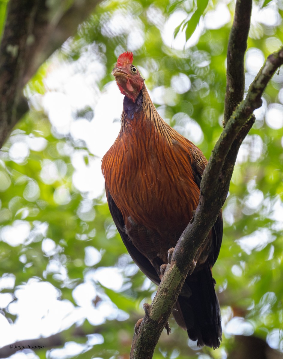 Sri Lanka Junglefowl - ML645545251