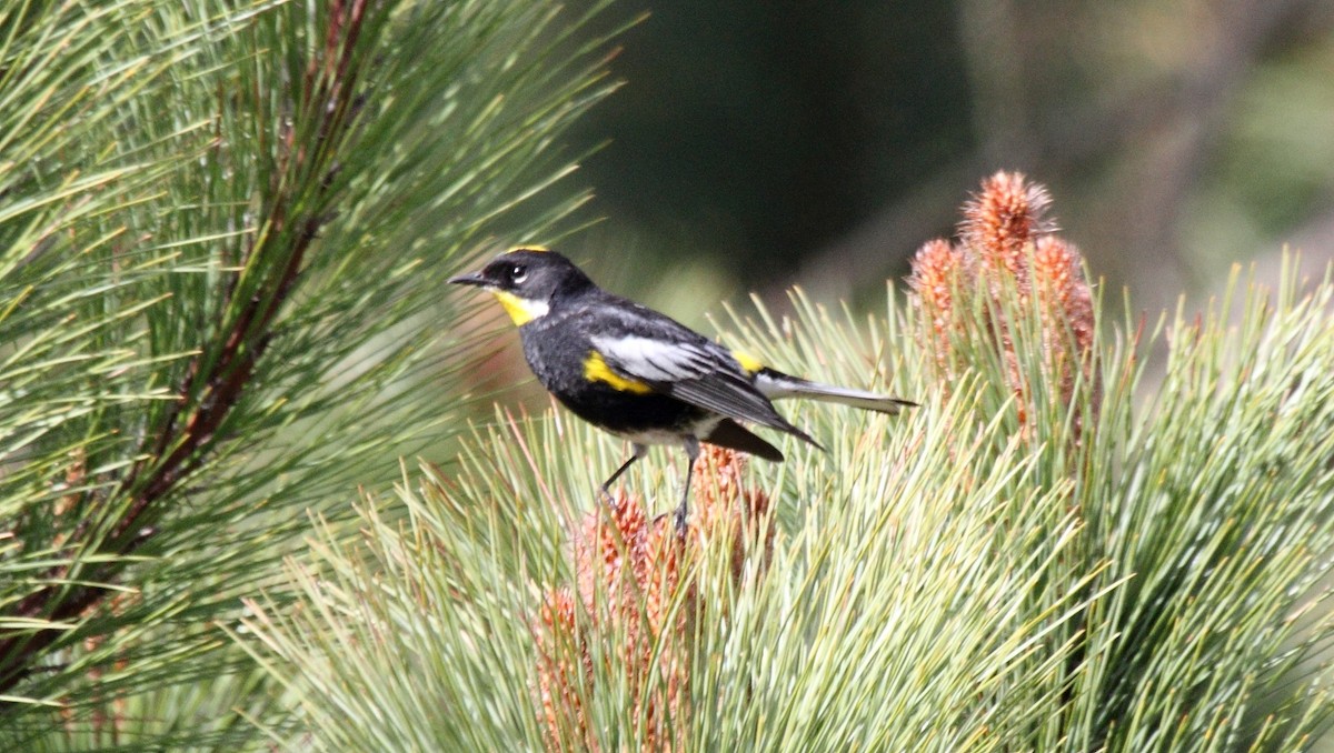 Yellow-rumped Warbler - ML645545252