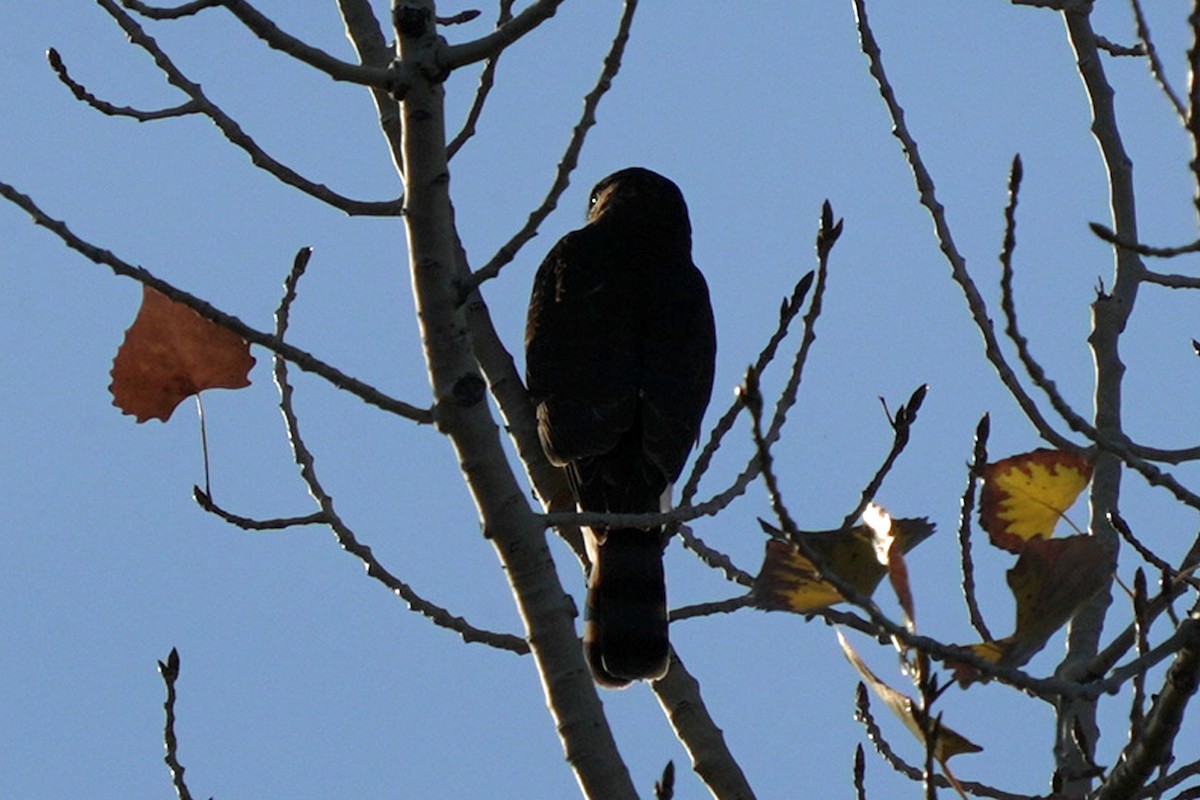 Sharp-shinned Hawk - ML645545253