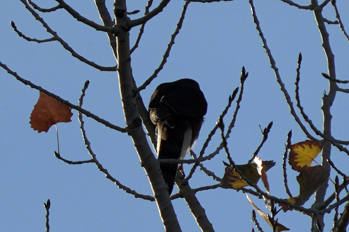 Sharp-shinned Hawk - ML645545254