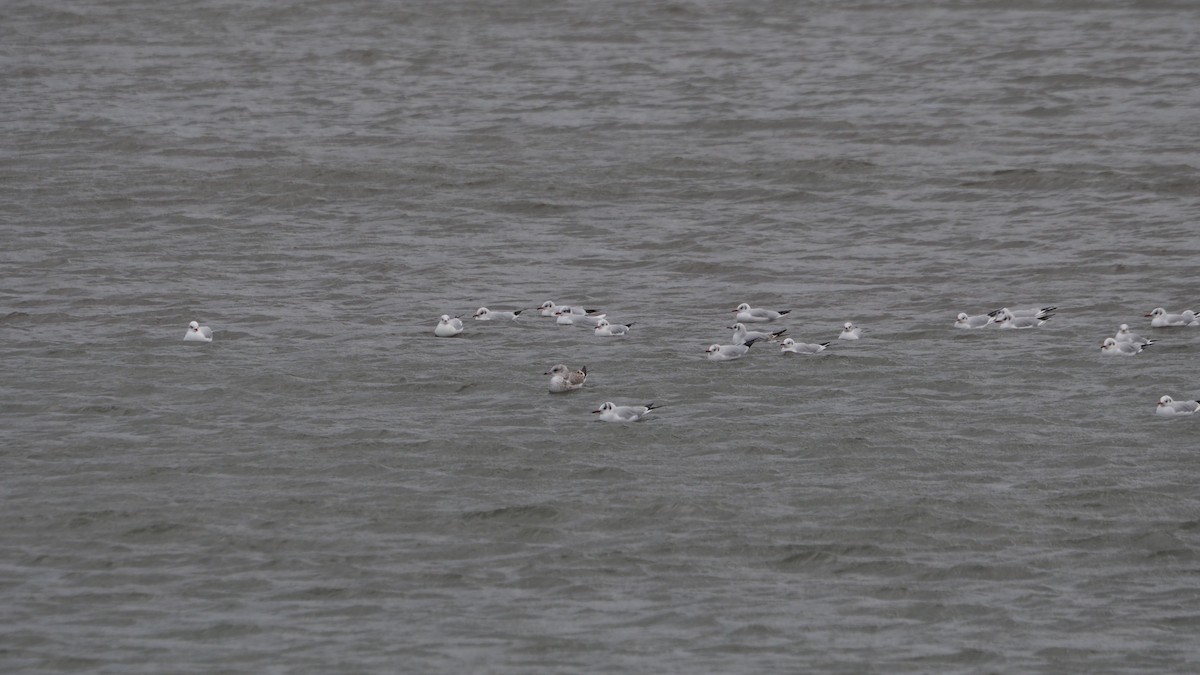 Common Gull - ML645545255