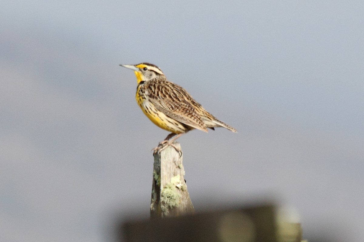 Eastern Meadowlark - ML645545256