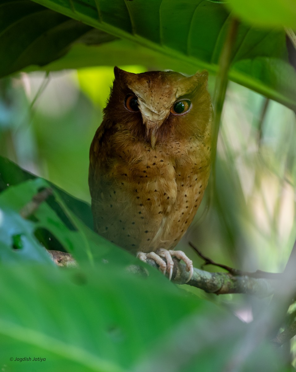 Serendib Scops-Owl - ML645545257