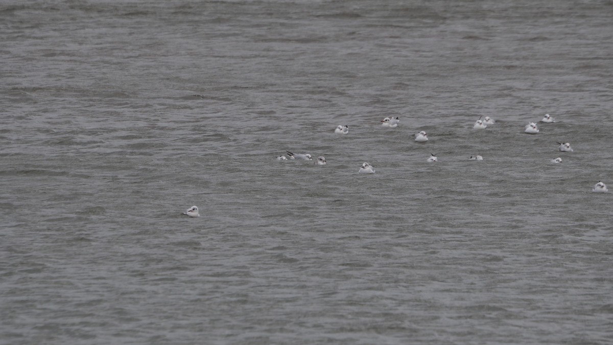 Common Gull - ML645545266