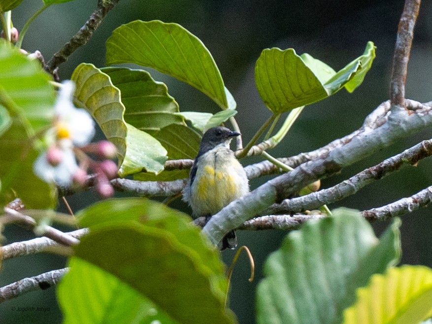 White-throated Flowerpecker - ML645545269