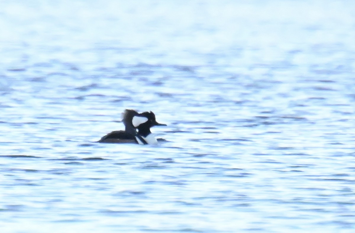 Hooded Merganser - ML645545273