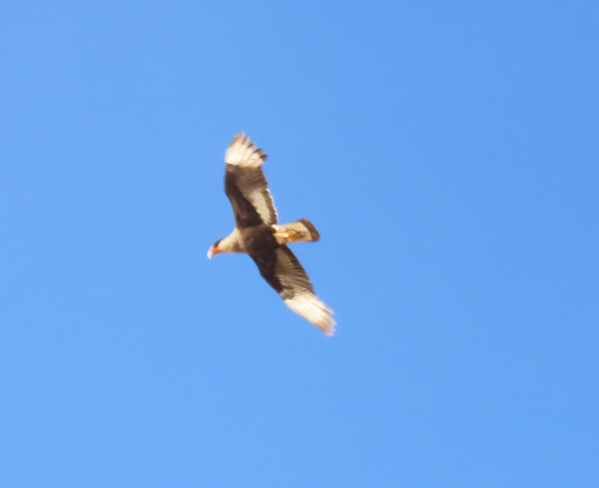 Crested Caracara - ML645545274