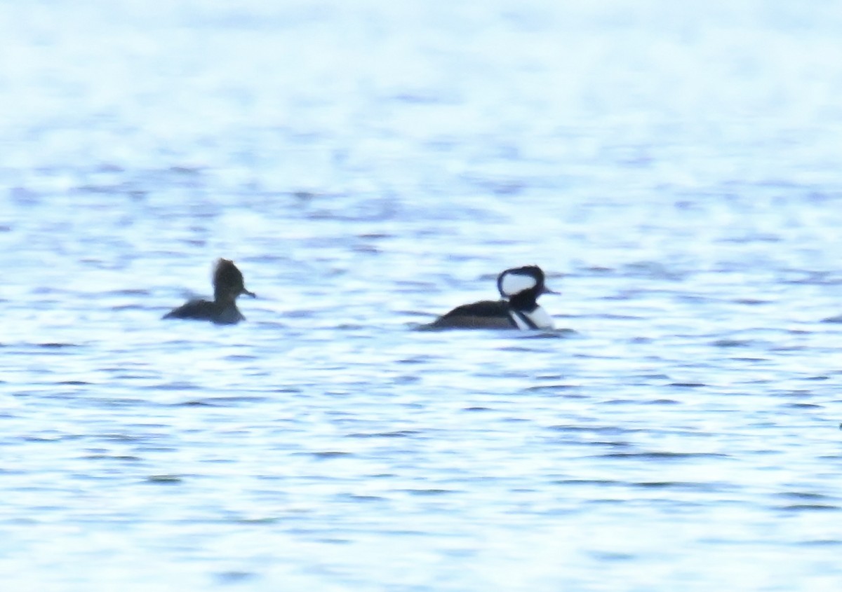 Hooded Merganser - ML645545275
