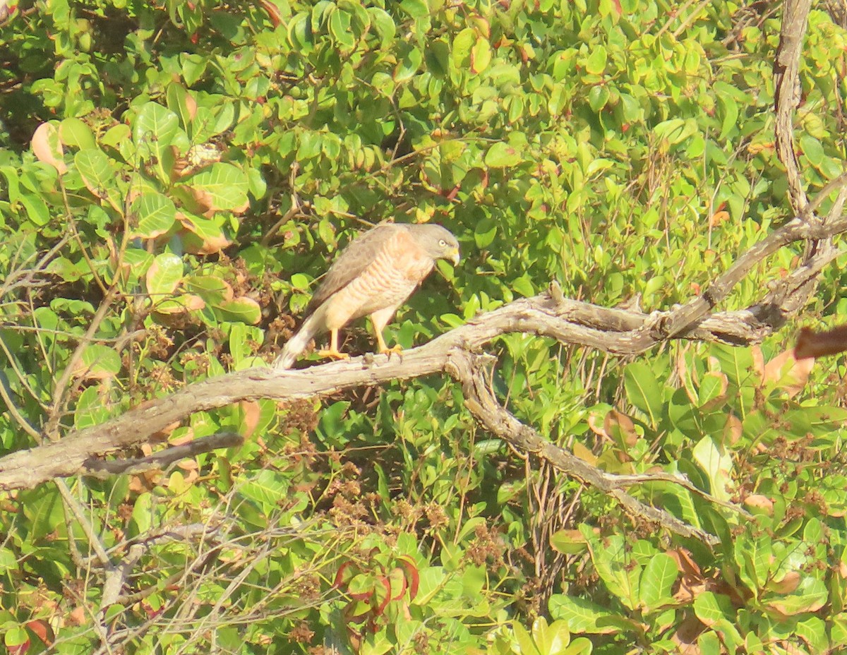 Roadside Hawk - ML645545276