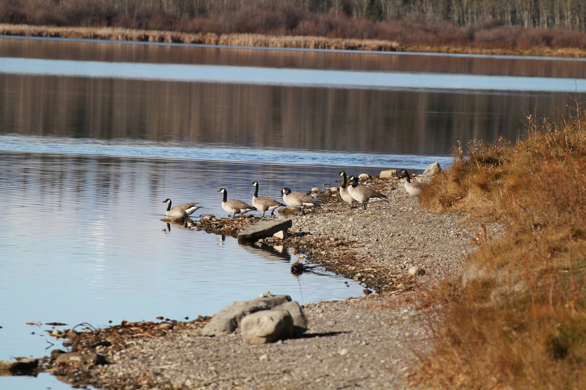 Canada Goose - ML645545278