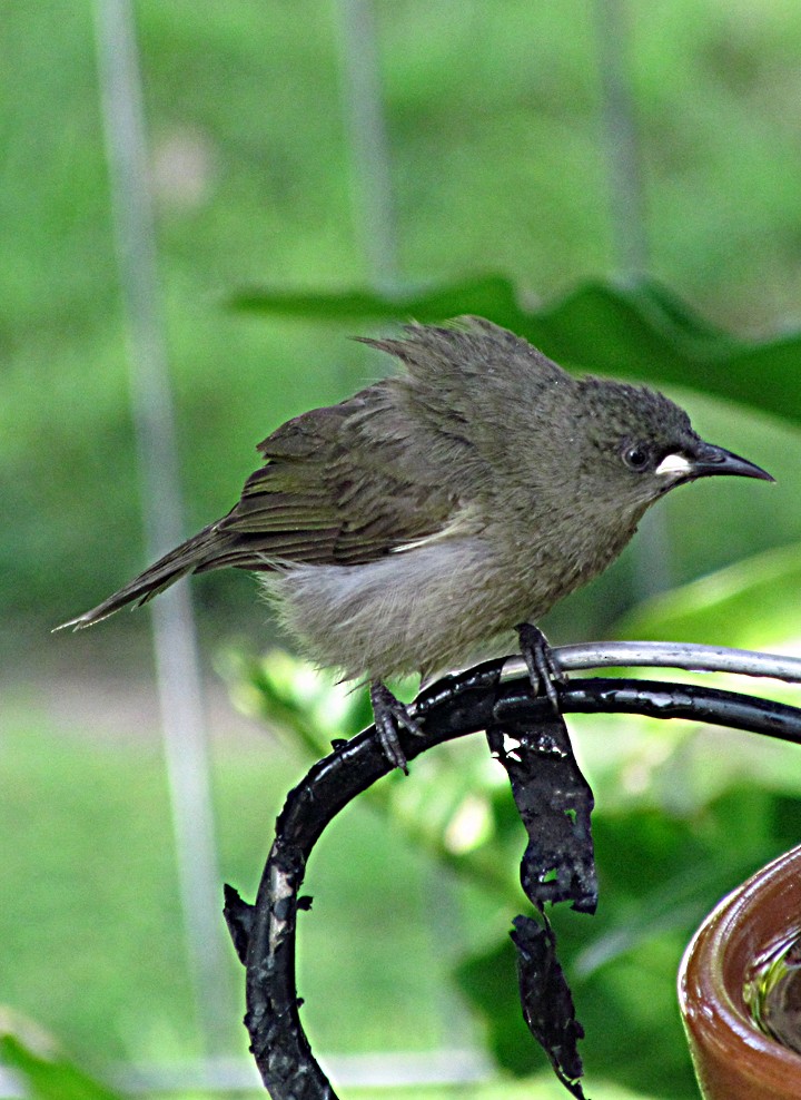 White-gaped Honeyeater - ML645545283