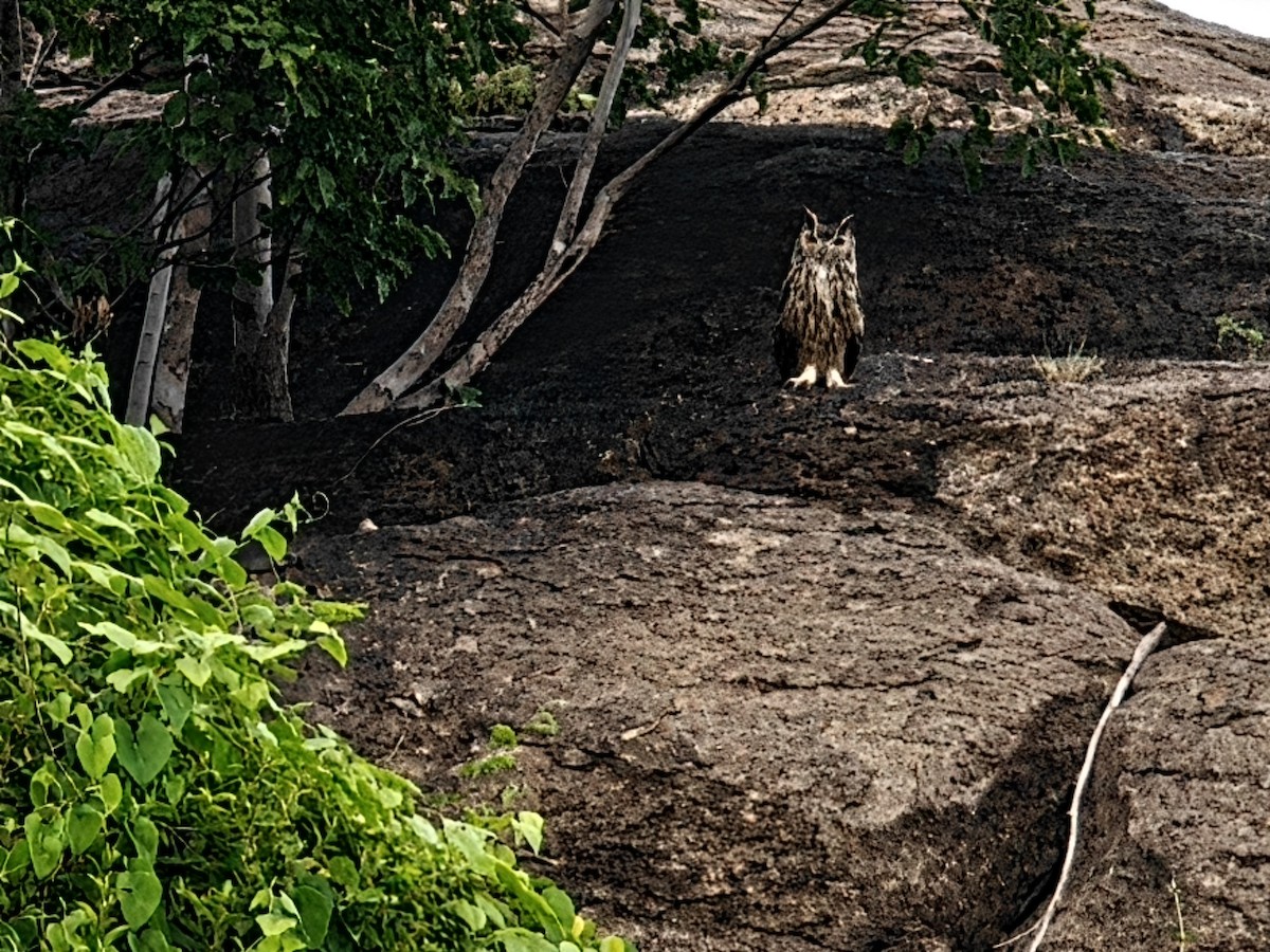 Rock Eagle-Owl - ML645545286