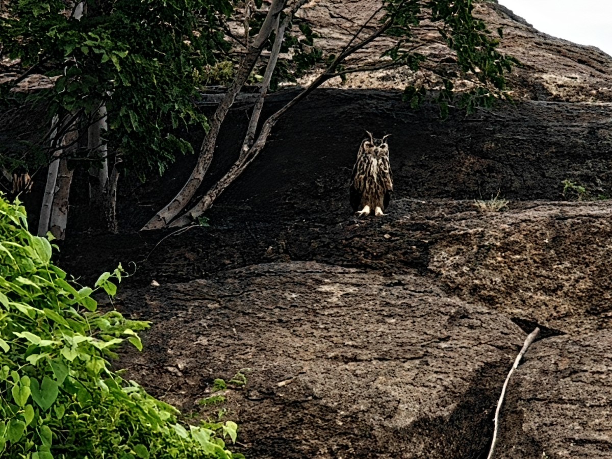 Rock Eagle-Owl - ML645545287