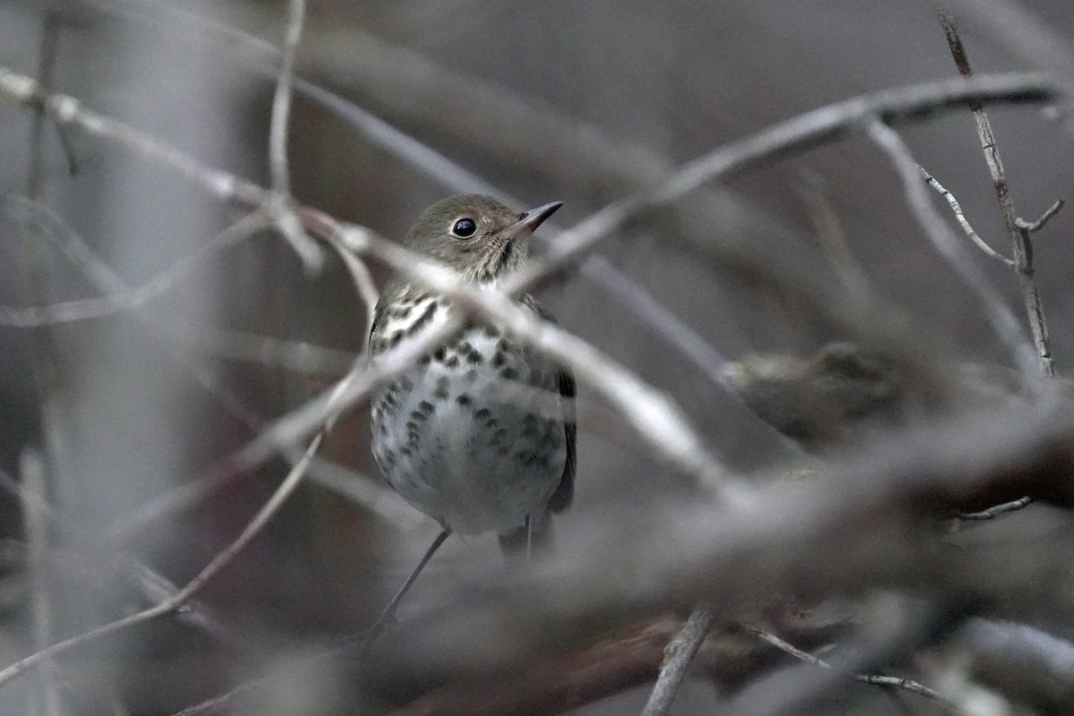 Hermit Thrush - ML645545292