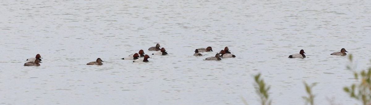 taffeland - ML645545297