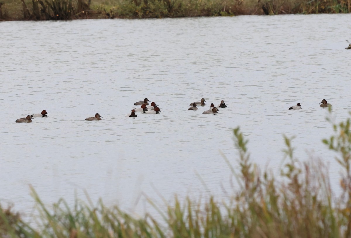 taffeland - ML645545298