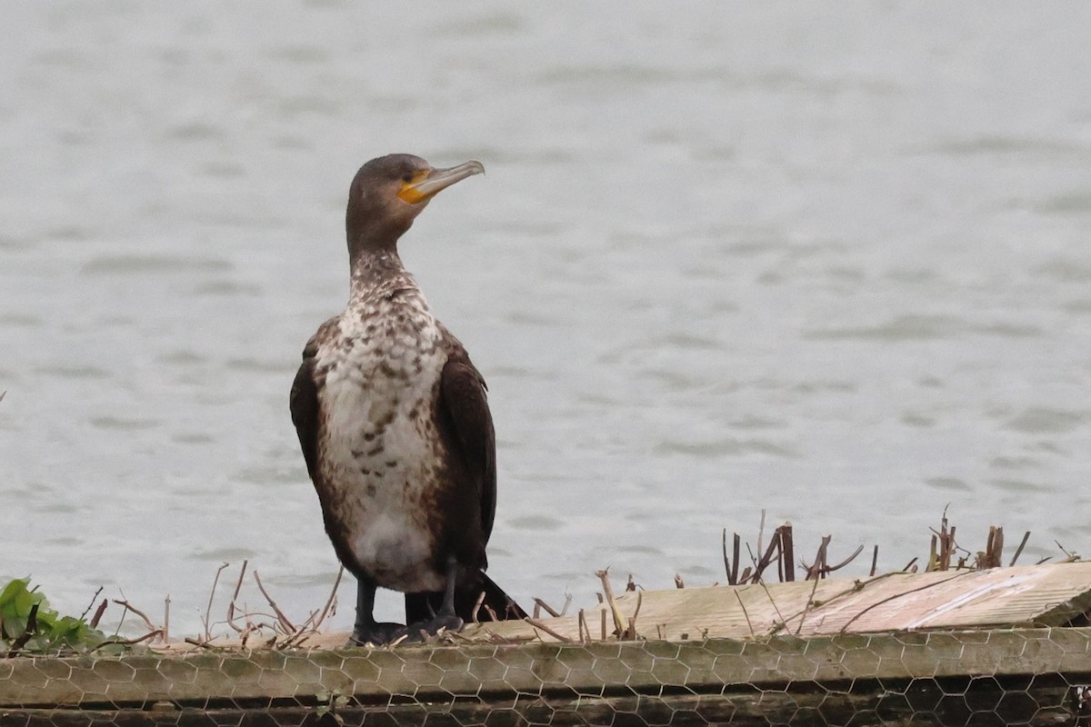 Большой баклан - ML645545300