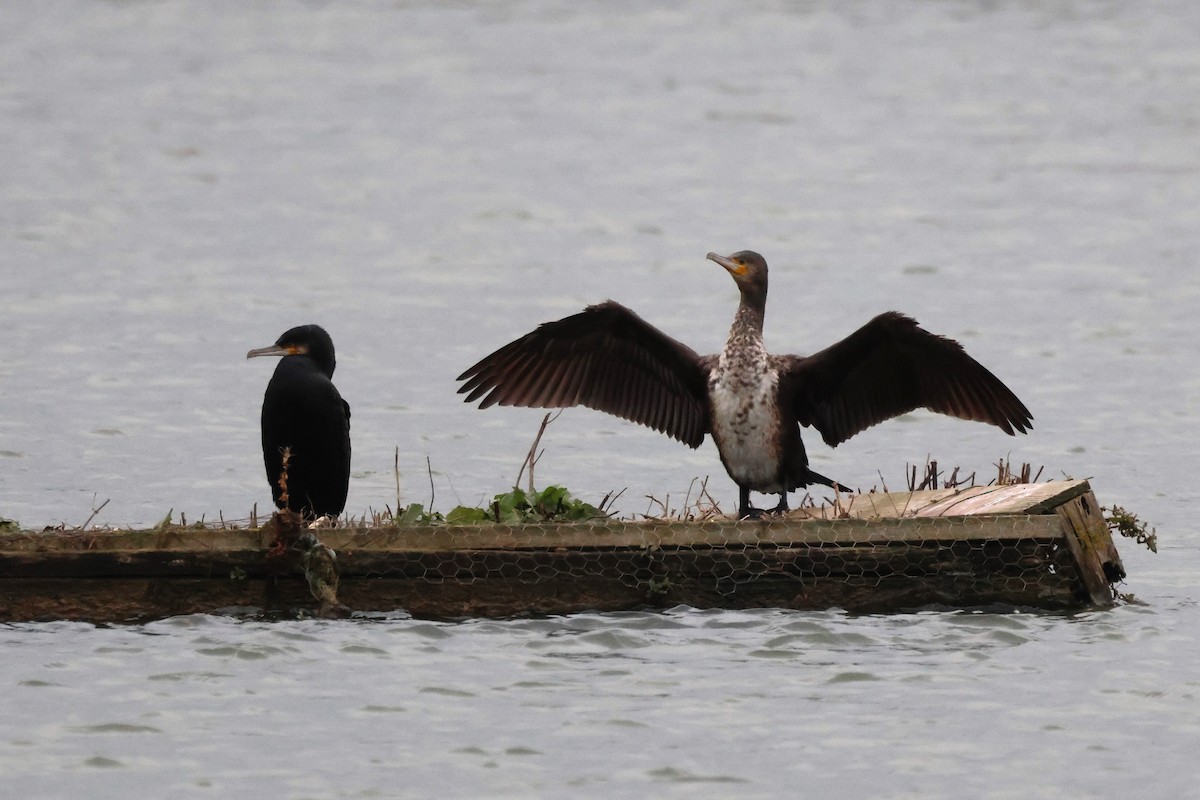 Большой баклан - ML645545301