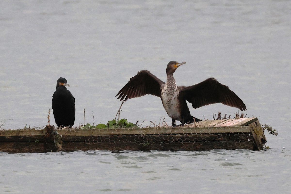 Grand Cormoran - ML645545302