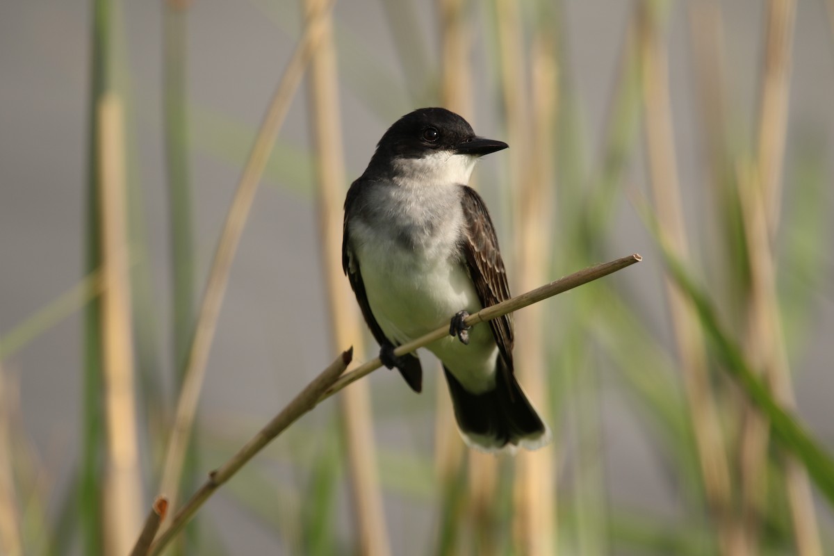 Tyran tritri - ML645545304