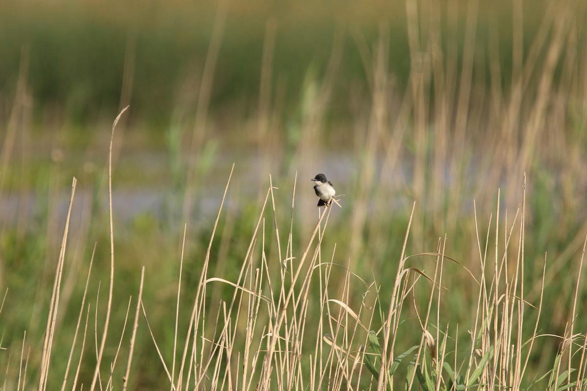 Dendrocygne à ventre noir - ML645545307