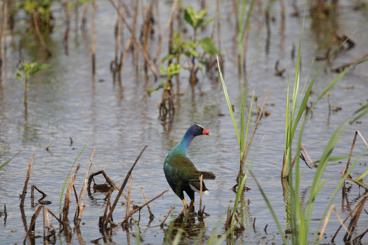 Dendrocygne à ventre noir - ML645545308