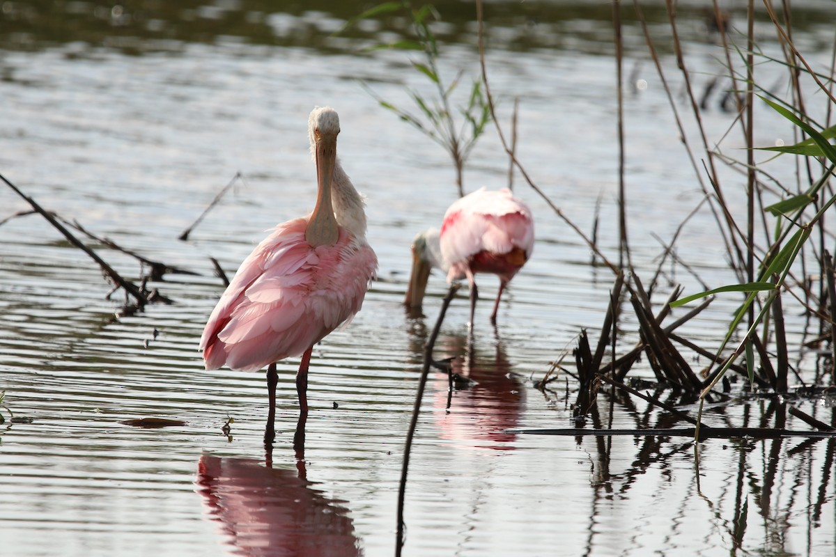 Dendrocygne à ventre noir - ML645545309