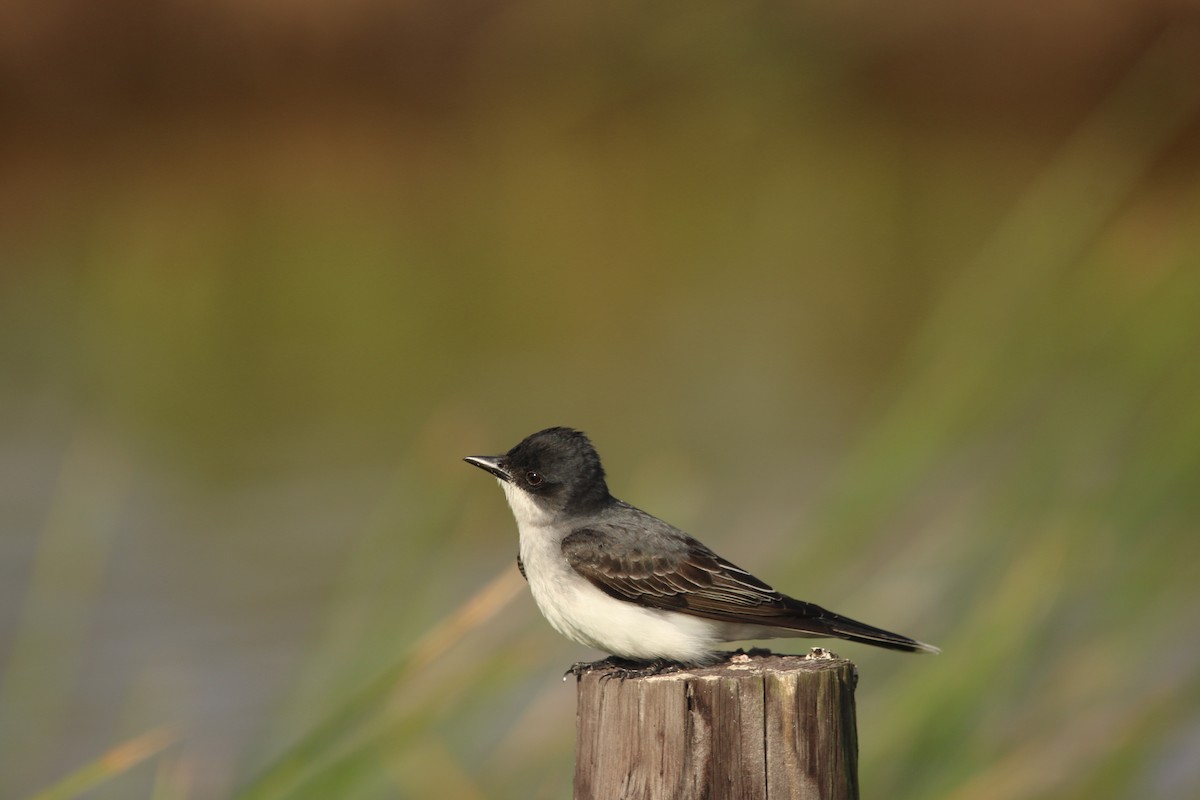 Dendrocygne à ventre noir - ML645545310